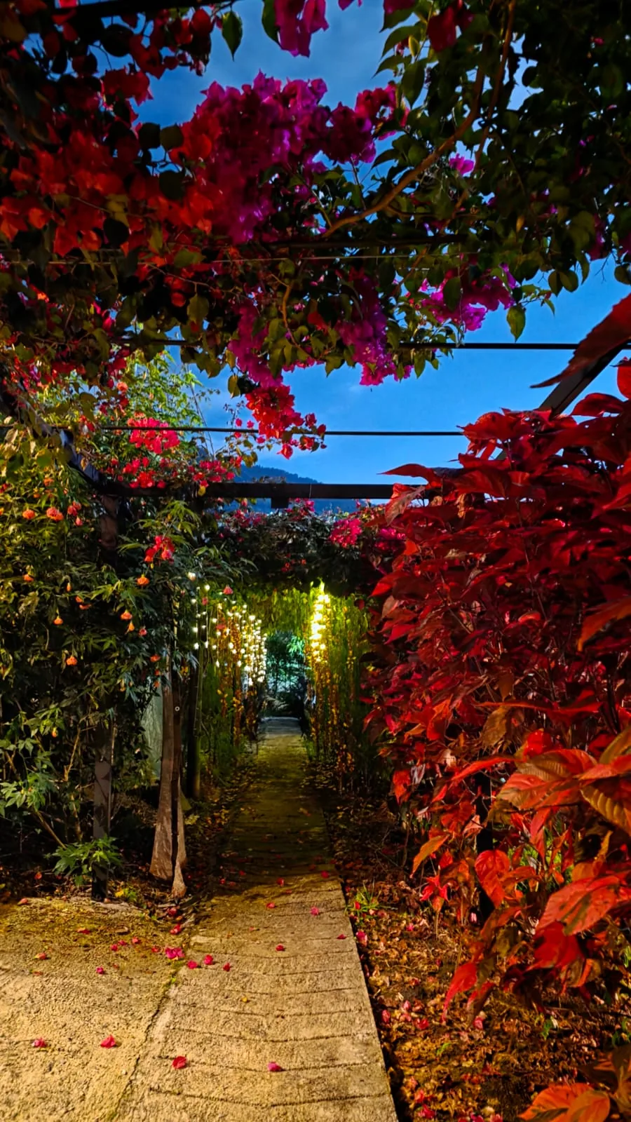 Sendero de flores iluminado al atardecer en Gualanday Glamping